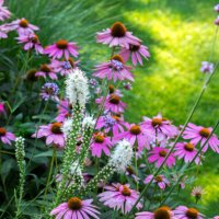 summertime in a domestic garden, germany - garden decoration stockfoto's en -beelden