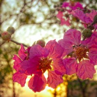 sun setting behind queen's crape myrtle tree - garden decoration stock pictures, royalty-free photos & images
