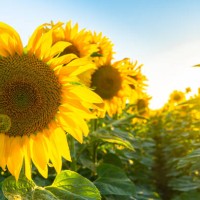 sunflower field at beautiful sunset. - garden decoration stock pictures, royalty-free photos & images