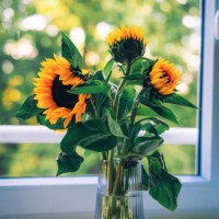 sunflowers stand in glass vase on table against window - garden decoration stock pictures, royalty-free photos & images