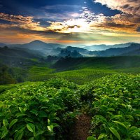 sunrise over tea farm - coffee stock pictures, royalty-free photos & images