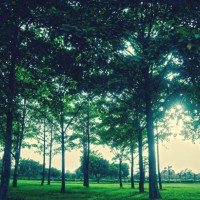 sunset in the forest - garden decoration stock pictures, royalty-free photos & images