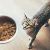 tabby cat looking at hand holding food - food stock pictures, royalty-free photos & images