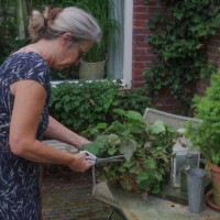 taking care of houseplants - garden decoration stock pictures, royalty-free photos & images