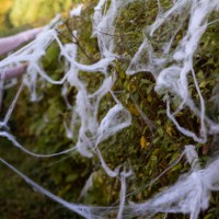 teenager decorating a yard with fake spider webs for halloween - garden decoration stock pictures, royalty-free photos & images