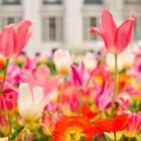 temple square garden - garden decoration stock pictures, royalty-free photos & images