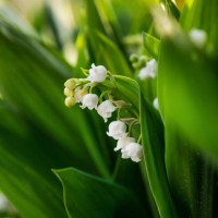 tender white lilies of the valley on a background of green leaves. spring macro landscape. france - garden decoration stock pictures, royalty-free photos & images