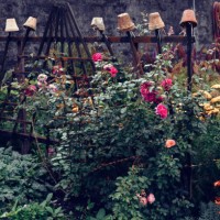 terracotta flower pots as an earwig trap surrounded by a beautiful rose hedge in a garden - garden decoration stock pictures, royalty-free photos & images