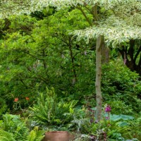 terracotta pots planted with fern and grasses forming a garden feature - garden decoration stock pictures, royalty-free photos & images