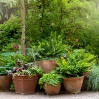 terracotta pots planted with ferns and grasses forming a garden feature - garden decoration stock pictures, royalty-free photos & images