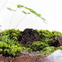 terrarium - garden decoration stock pictures, royalty-free photos & images