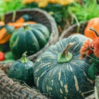 thanksgiving and halloween pumpkins decor - garden decoration stock pictures, royalty-free photos & images