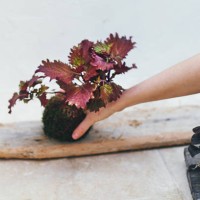 the art of kokedama - garden decoration stockfoto's en -beelden