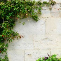 the creeping plants on the vintage wall with the large space for being a background. - garden decoration stock pictures, royalty-free photos & images