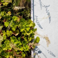 The facade of a residential building in Berlin Kreuzberg is planted as a Vertical Garden on August 15, 2024 in Berlin, Germany. The greenery of house...