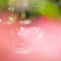 the other side of the veil - garden decoration stock pictures, royalty-free photos & images