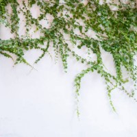 the vines have overgrown the wall - garden decoration stock pictures, royalty-free photos & images