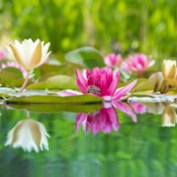 the water lily is white and pink, the nymphaea alba. water plants are reflected in the forest lake. - garden decoration stock pictures, royalty-free photos & images