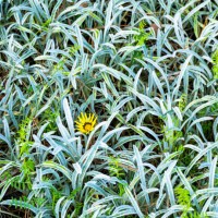 the wonderful vegetation in the madeira island - garden decoration stock pictures, royalty-free photos & images