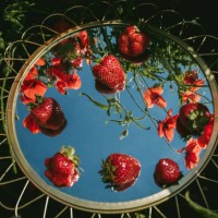 there are strawberries on the mirror in a poppy field - garden decoration stock pictures, royalty-free photos & images