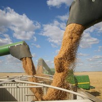 three combines pour grain into one truck hopper at harvest - food stock pictures, royalty-free photos & images