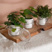 three cute white pots with green plants on cloth with copy space. home interior decorating, design, eco friendliness, natural products concept - garden decoration stock pictures, royalty-free photos & images