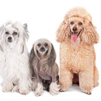 three dogs - hairstyle stock pictures, royalty-free photos & images