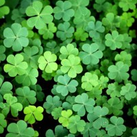 three leaf clover backgrounds-shamrock - garden decoration stock-fotos und bilder