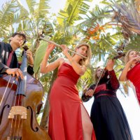 three musicians in red dress and one musician in black suit under palm trees. - concert stock pictures, royalty-free photos & images