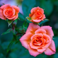 three pink red roses close up garden - garden decoration stock pictures, royalty-free photos & images