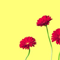 three red gerbera daisies flowers isolated on solid yellow background with copy space - garden decoration stock pictures, royalty-free photos & images