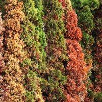 thuja blight is a fungal disease caused by didymascella thujina (syn. keithia thujina) that attacks the leaves and shoots of thuja species, particularly western red cedar (thuja plicata) - garden decoration stock pictures, ro