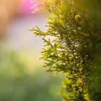 thuja grows in garden against background of sunset in summer - garden decoration stock pictures, royalty-free photos & images