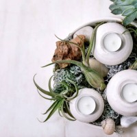 tillandsia air and different succulent plant in ceramic pots - garden decoration stock-fotos und bilder