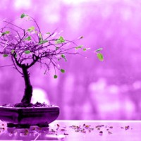 time - bonsai - garden decoration stock pictures, royalty-free photos & images