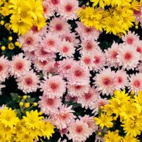top view of pink and yellow chrysanthemum flower pots. - garden decoration stock pictures, royalty-free photos & images