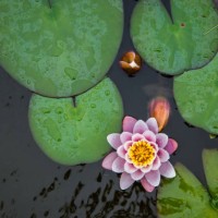 top view of water lily flower and leaves - garden decoration stock pictures, royalty-free photos & images