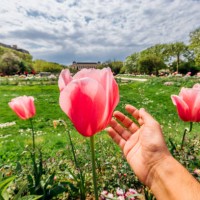 touching big blooming tulip in spring, personal perspective view - garden decoration stock pictures, royalty-free photos & images