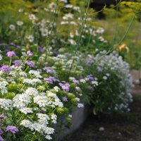 travel photography, pink and white flowers alyssum side view in a garden with blurred background close up - garden decoration stock pictures, royalty-free photos & images