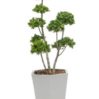 trees isolated on white background. tropical trees isolated used for design. advertising and architecture - garden decoration stock pictures, royalty-free photos & images