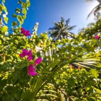 tropical flower background - garden decoration stock pictures, royalty-free photos & images
