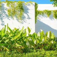 tropical garden with white wall and blue sky. - garden decoration stock pictures, royalty-free photos & images