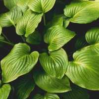 tropical leaves, abstract green leaves texture, nature backgrou - garden decoration stock pictures, royalty-free photos & images