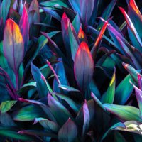 tropical leaves colorful flower on dark tropical foliage nature background dark green foliage nature - garden decoration stock pictures, royalty-free photos & images