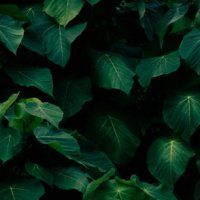 tropical leaves flower on dark tropical foliage nature background dark green foliage nature - garden decoration stock pictures, royalty-free photos & images