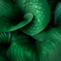 tropical leaves on dark tropical foliage nature background dark green foliage nature - garden decoration stock pictures, royalty-free photos & images