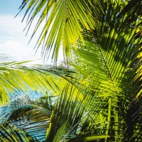 tropical palm tree with sun light. a tropical forest. palm leaves close up. vacation and nature travel adventure concept. - garden decoration stock pictures, royalty-free photos & images