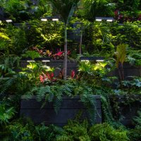 tropical rainforest foliage plants indoor. - garden decoration stock pictures, royalty-free photos & images