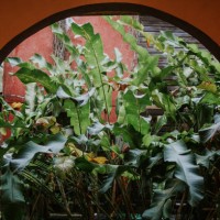 tropical vegetation bacalar - garden decoration stock pictures, royalty-free photos & images