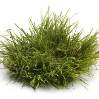 tuft of grass isolated on a white background - garden decoration stock pictures, royalty-free photos & images